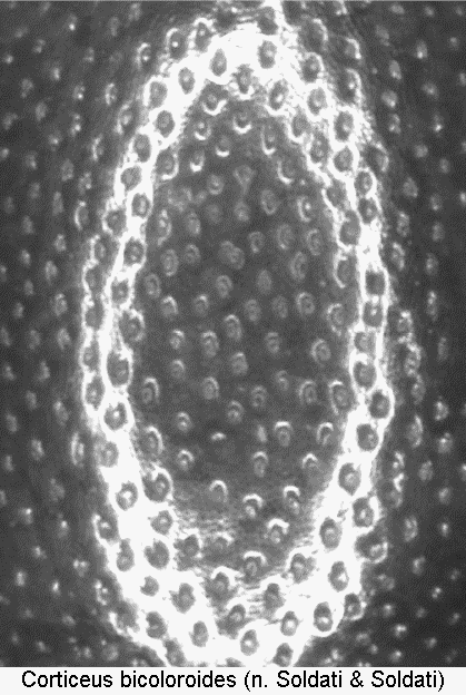 corticeus_bicoloroides_int.gif