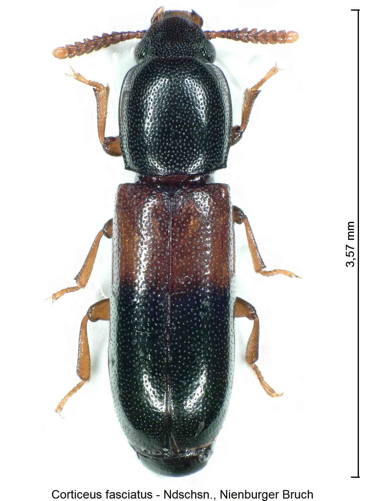 corticeus_fasciatus_hab1.jpg