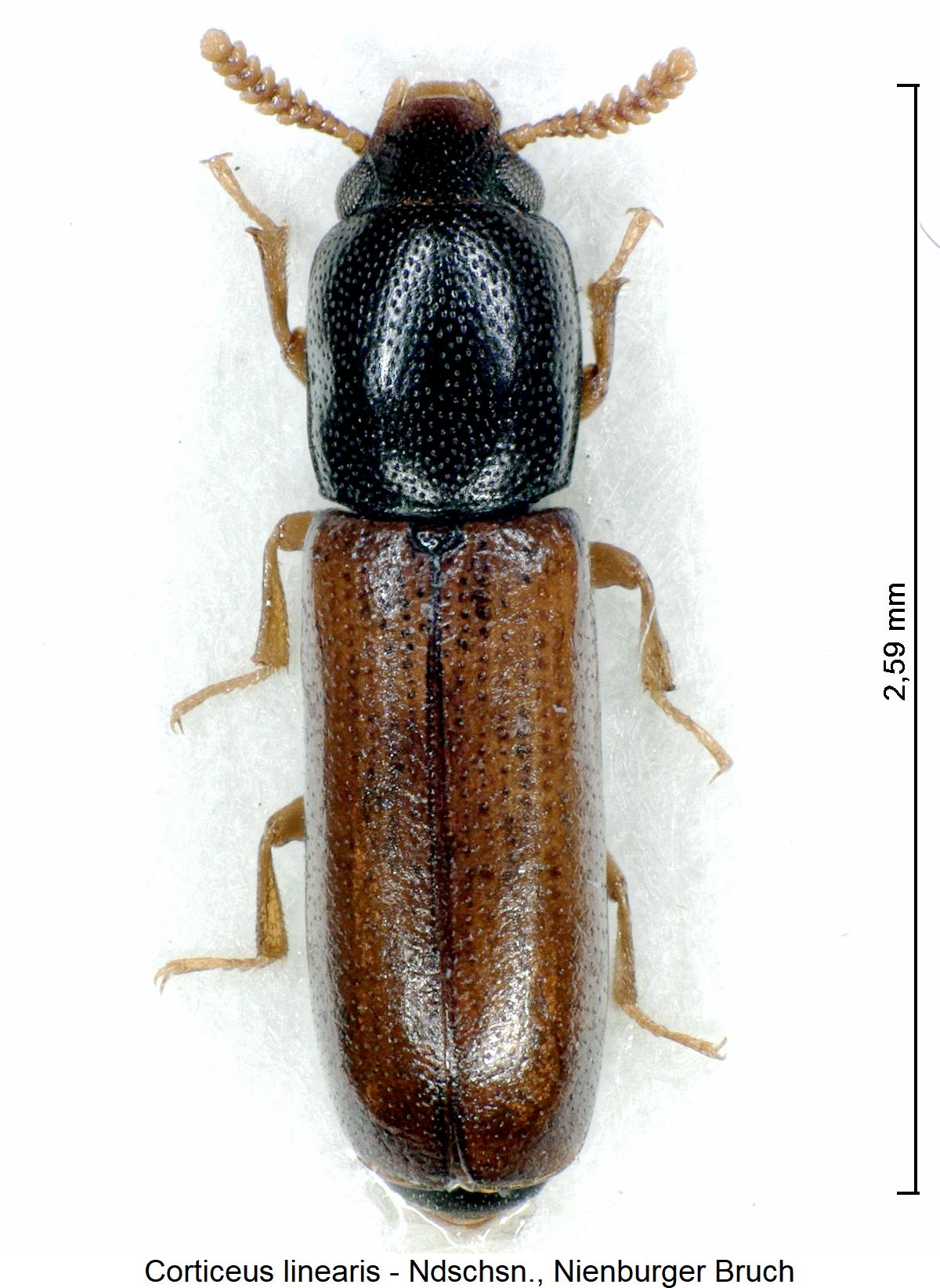 corticeus_linearis_hab3.jpg