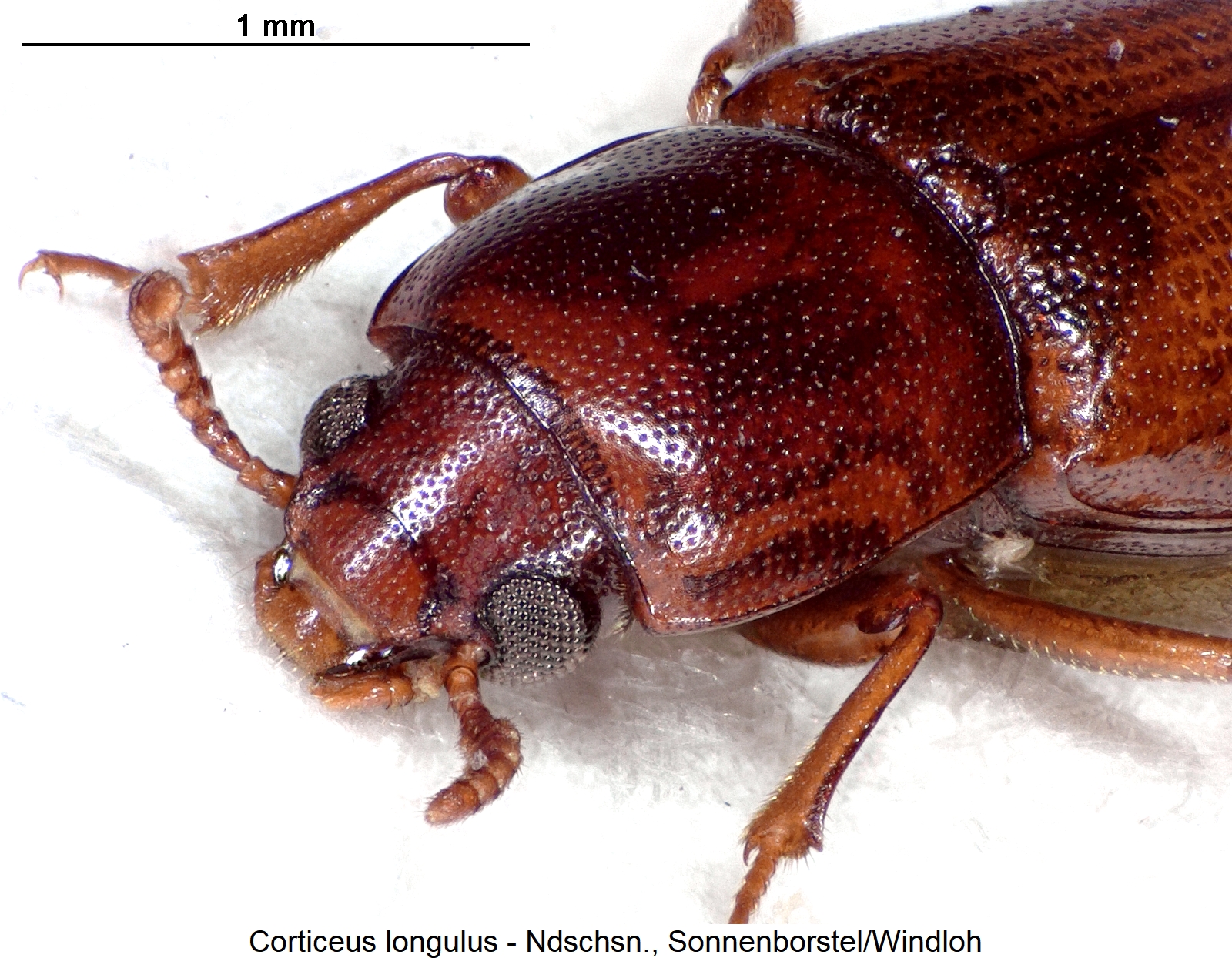 corticeus_longulus_vk.jpg