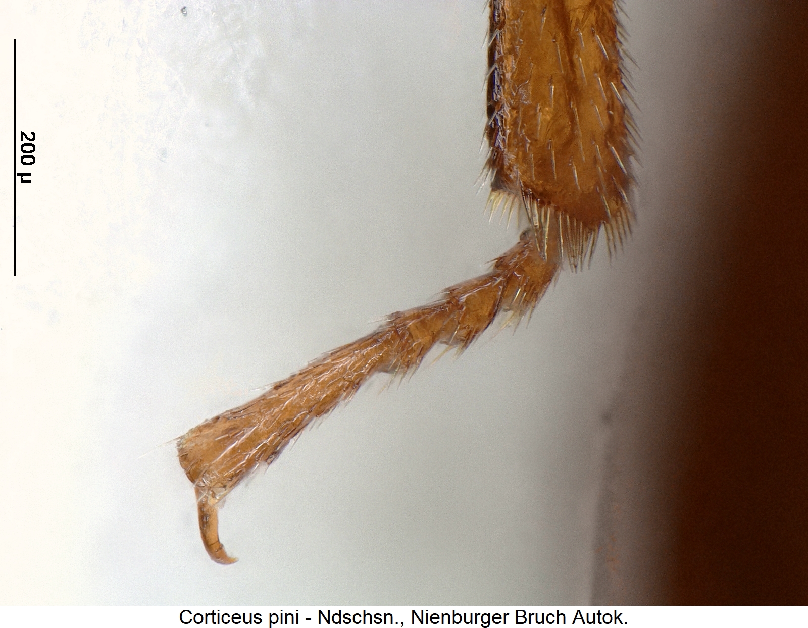 corticeus_pini_htr.jpg