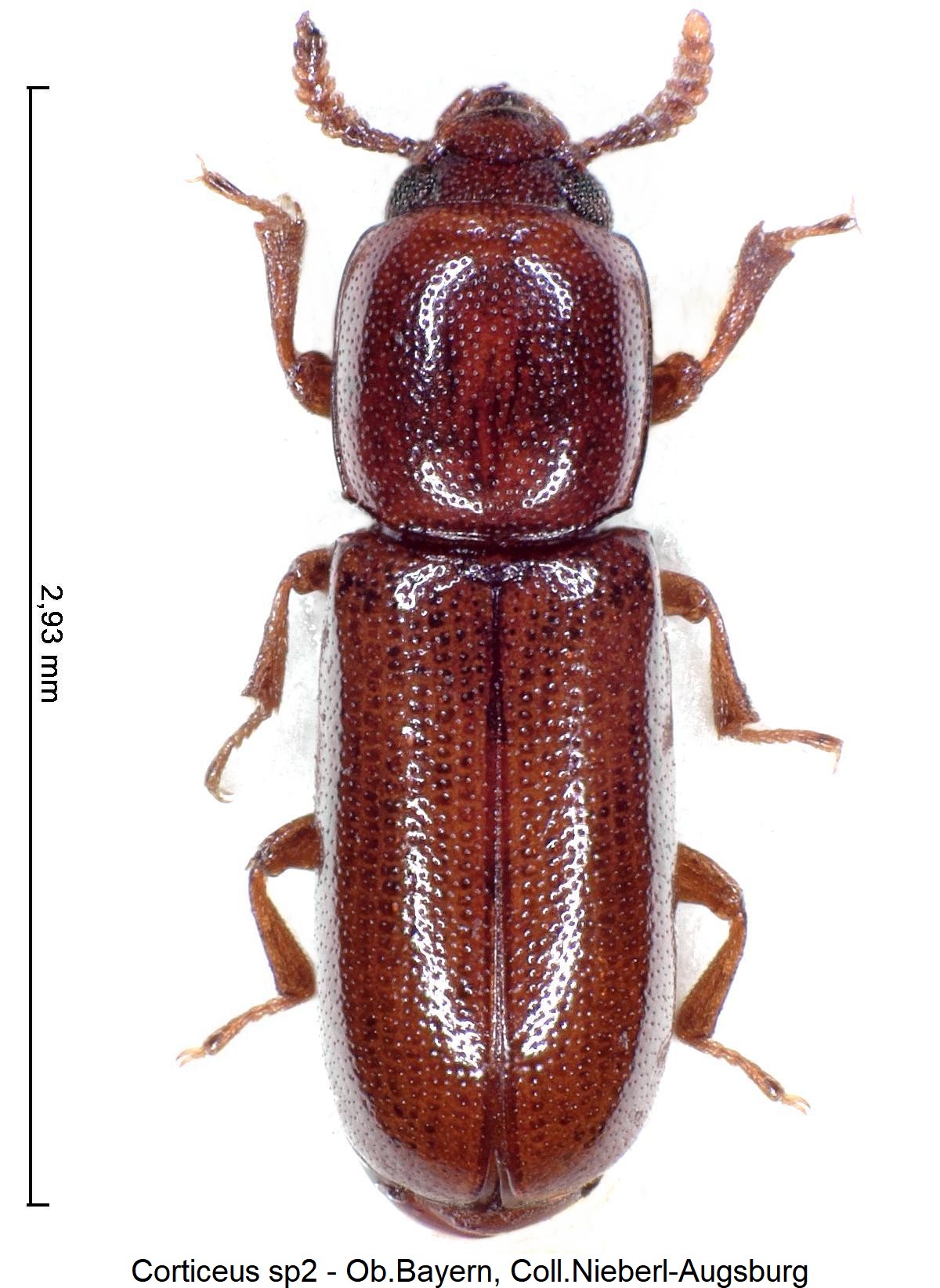corticeus_sp2_hab1.jpg