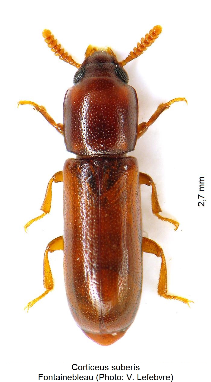 corticeus_suberis_hab2.jpg