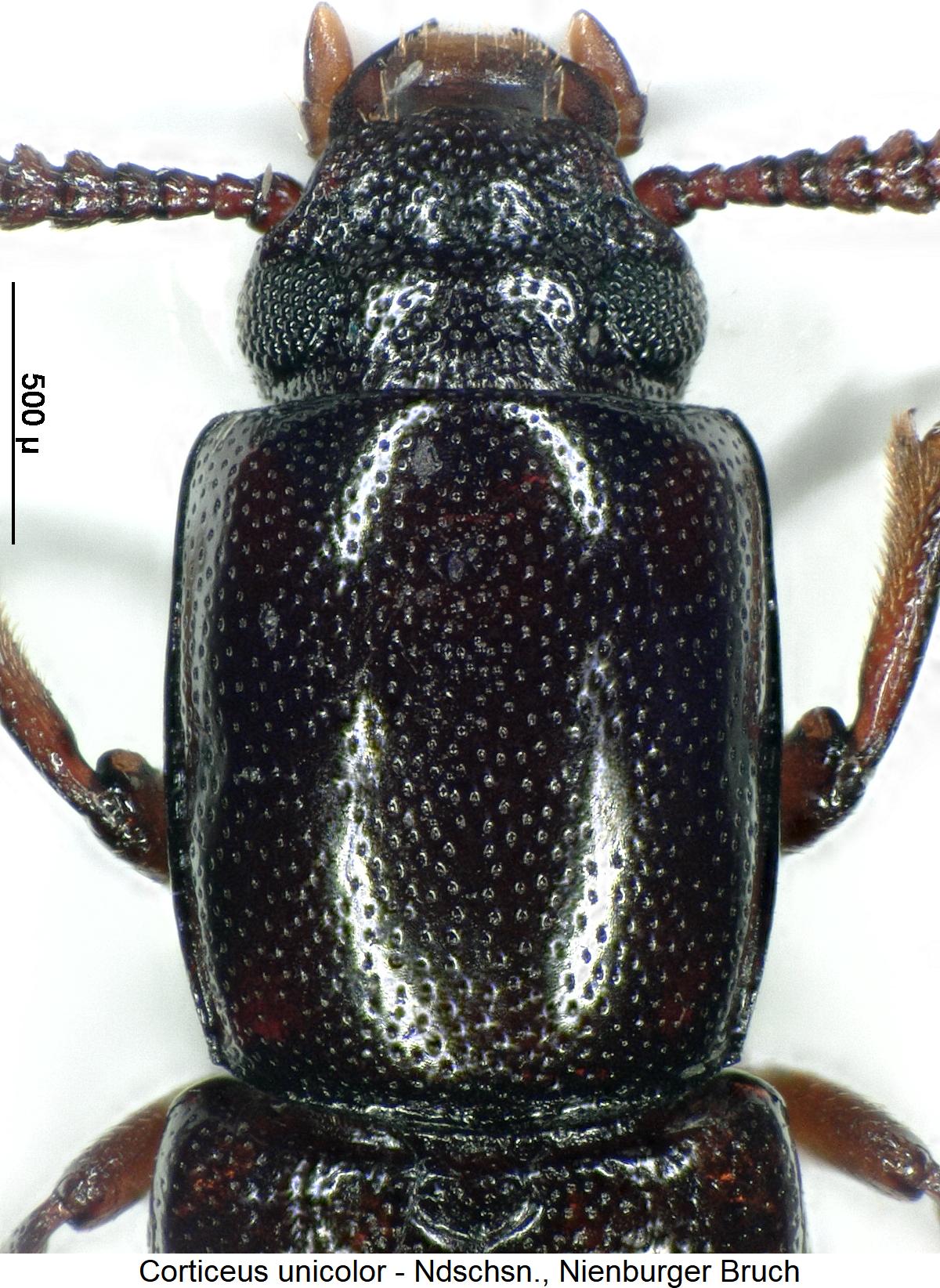 corticeus_unicolor_vk.jpg