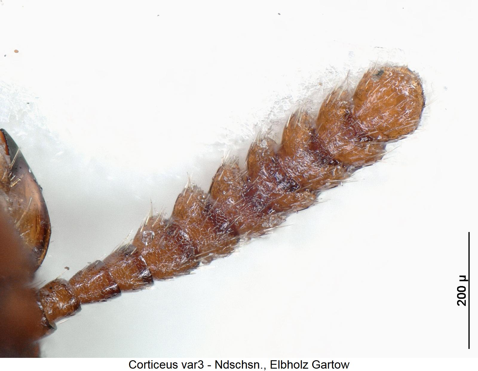 corticeus_var3_f.jpg