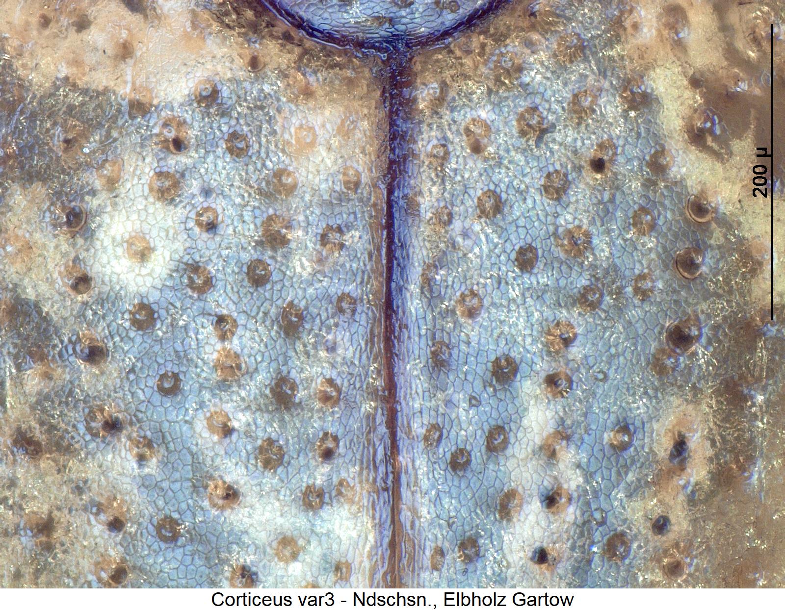 corticeus_var3_ms.jpg