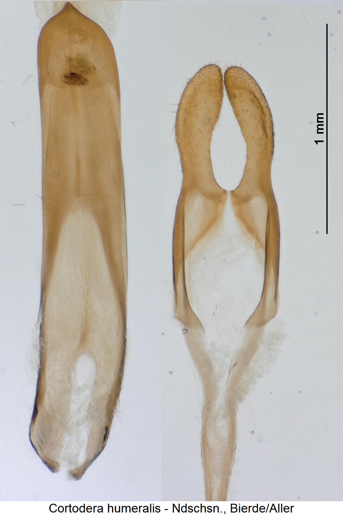 cortodera_humeralis.jpg