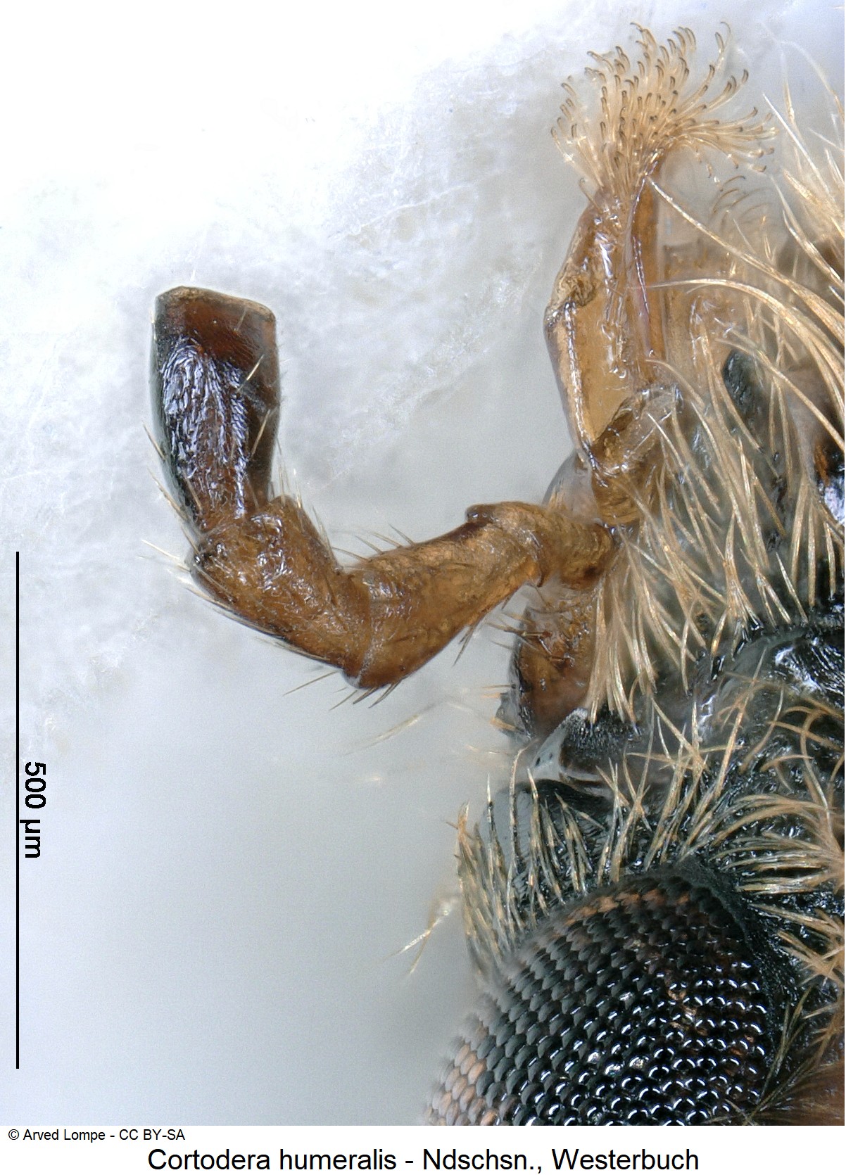 cortodera_humeralis_ck10902_ts.jpg