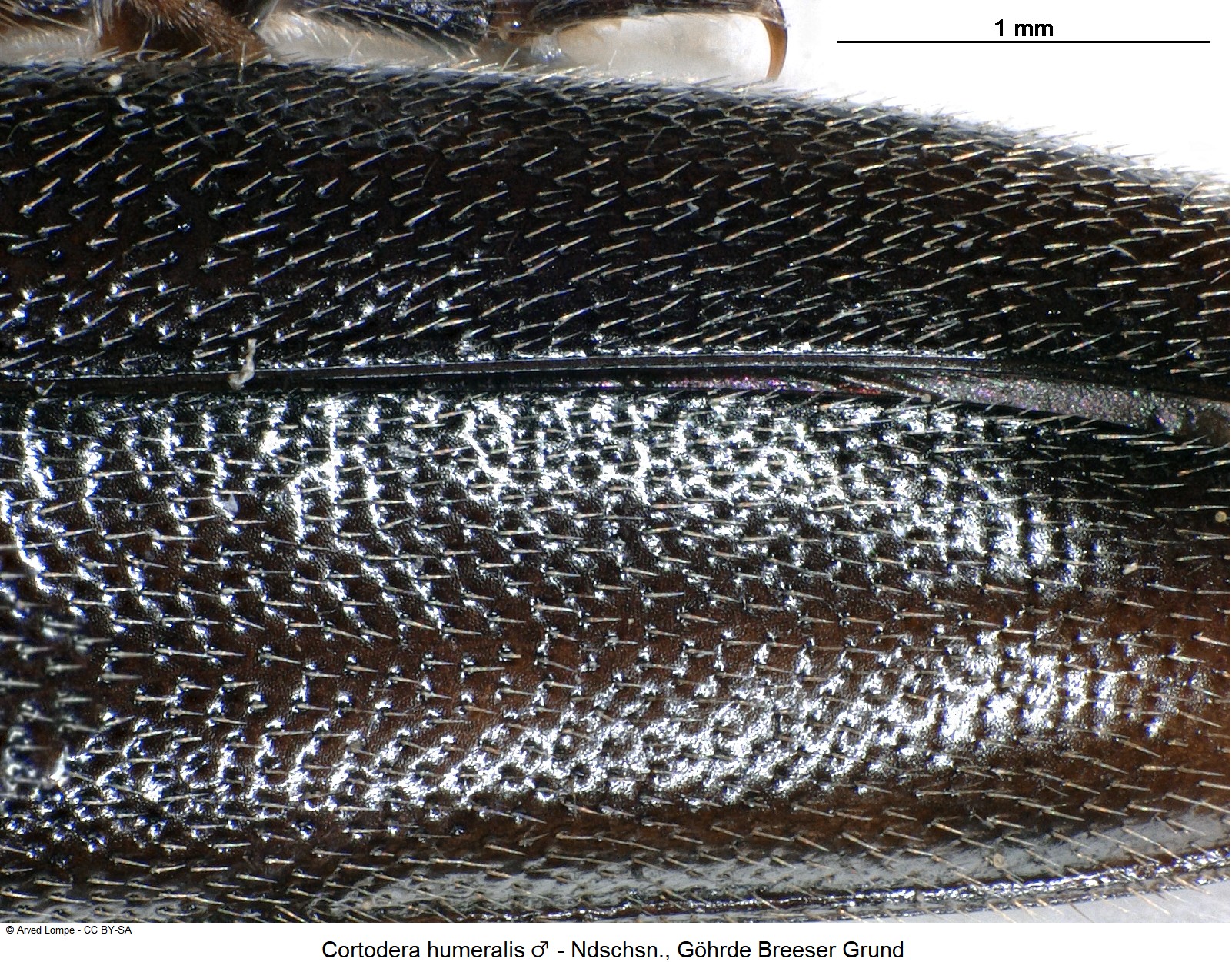cortodera_humeralis_m_fld.jpg
