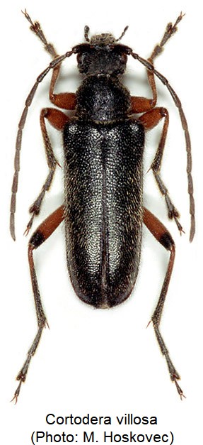 cortodera_villosa_hab.jpg