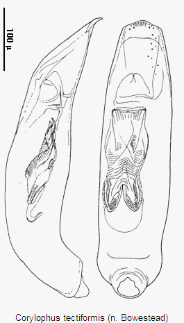 corylophus_tectiformis.gif