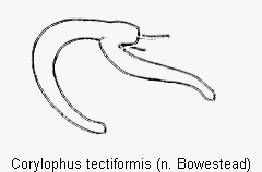 corylophus_tectiformis_sperm.gif
