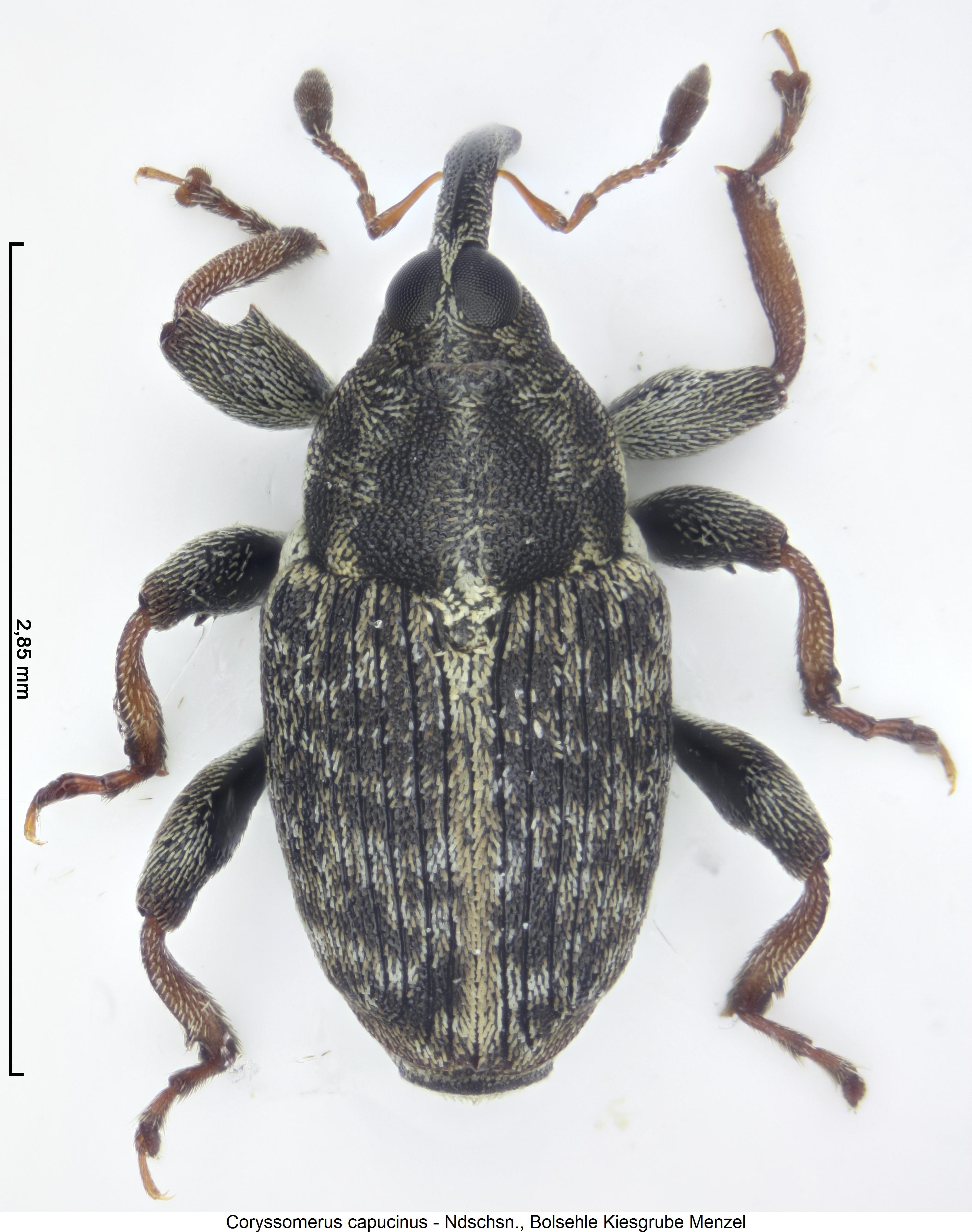 coryssomerus_capucinus_hab.jpg