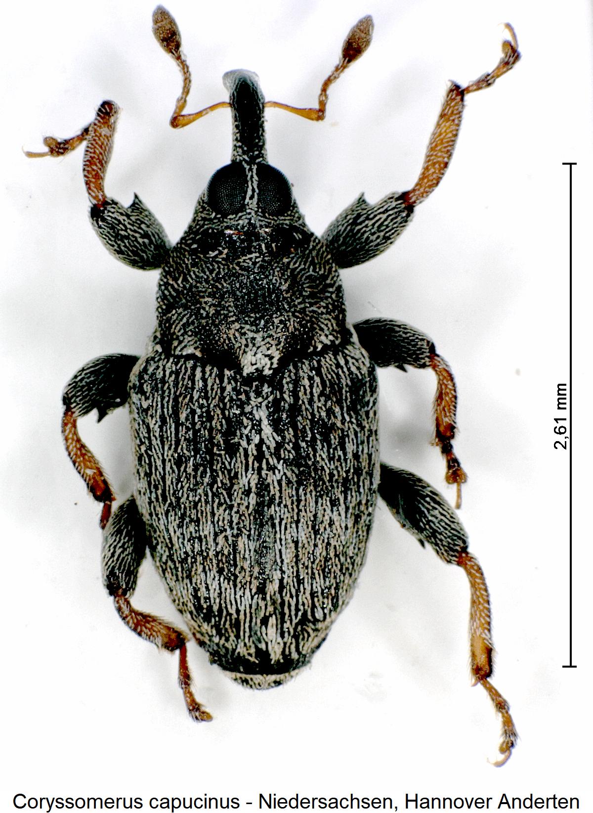 coryssomerus_capucinus_hab1.jpg