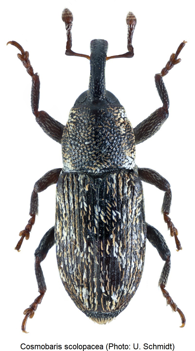 cosmobaris_scolopacea_hab.jpg
