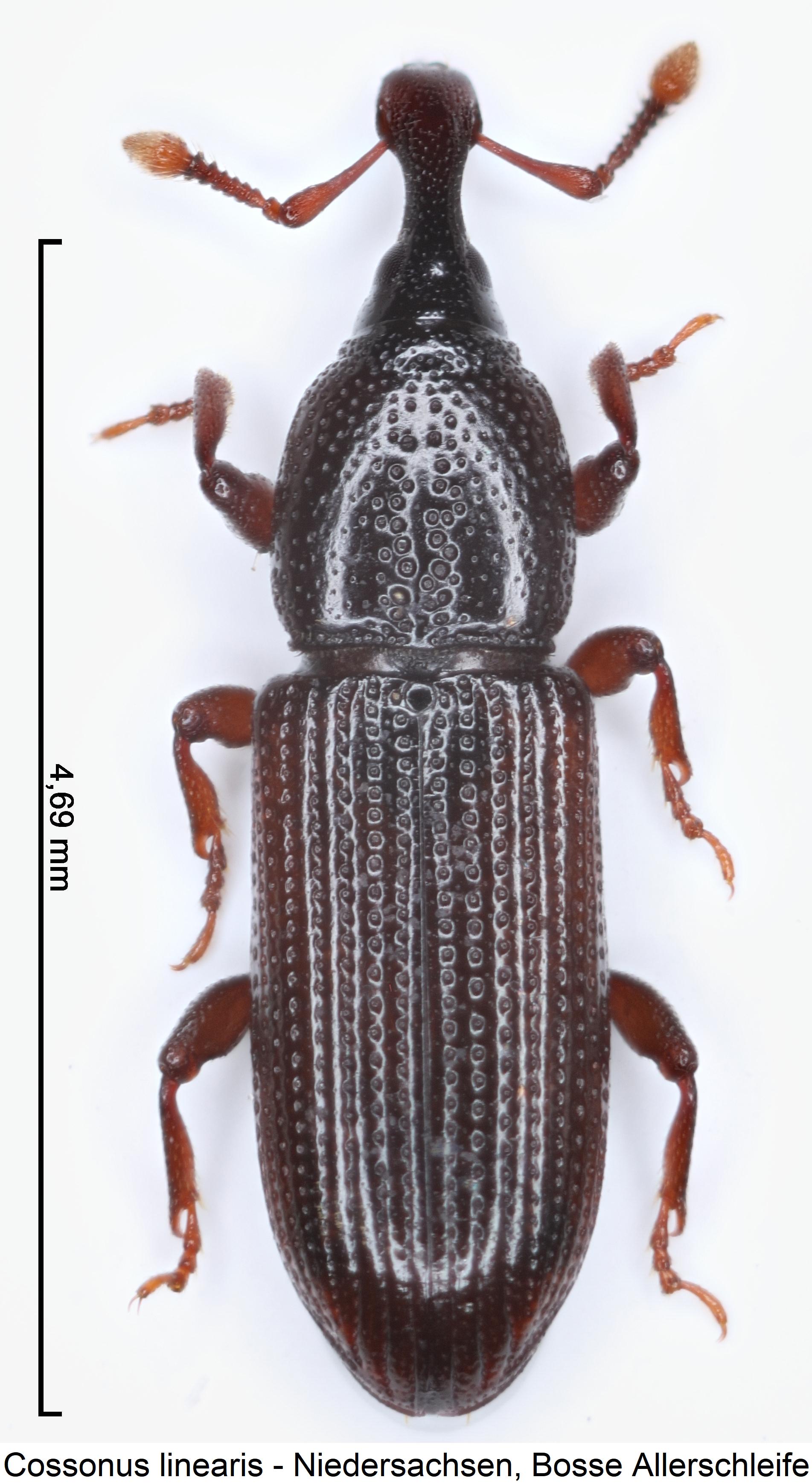 cossonus_linearis_hab.jpg