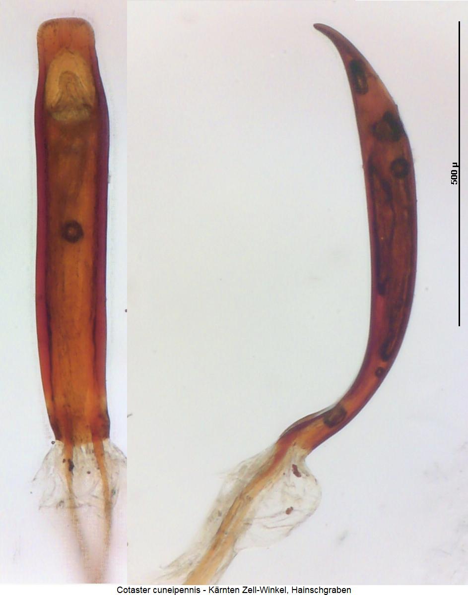 cotaster_cuneipennis.jpg