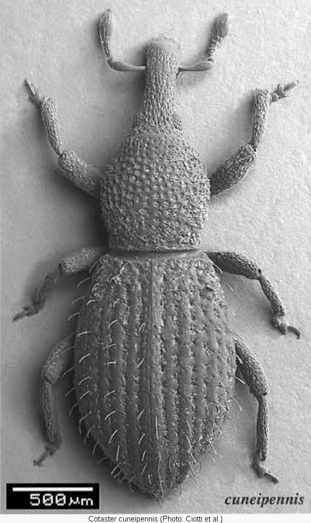 cotaster_cuneipennis_hab.gif