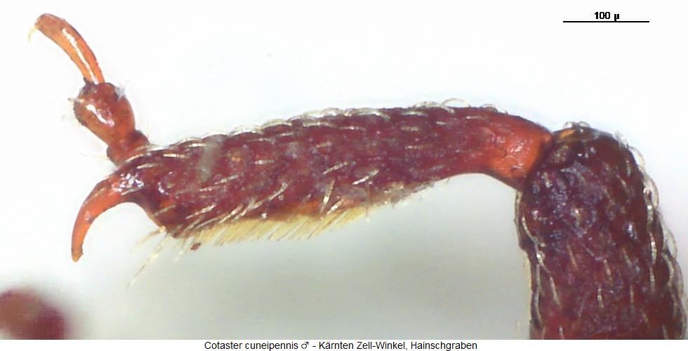 cotaster_cuneipennis_vschn1.jpg