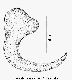 cotaster_speziai_sperm.gif