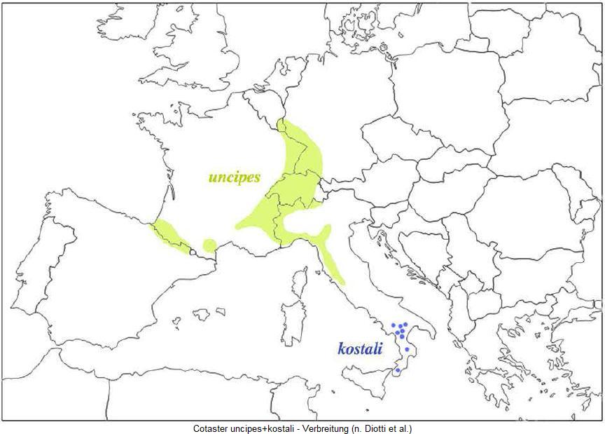 cotaster_uncipes+kostali_vbr.jpg