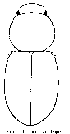 coxelus_humeridens_hab.gif