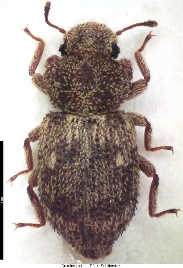 coxelus_pictus_hab.jpg