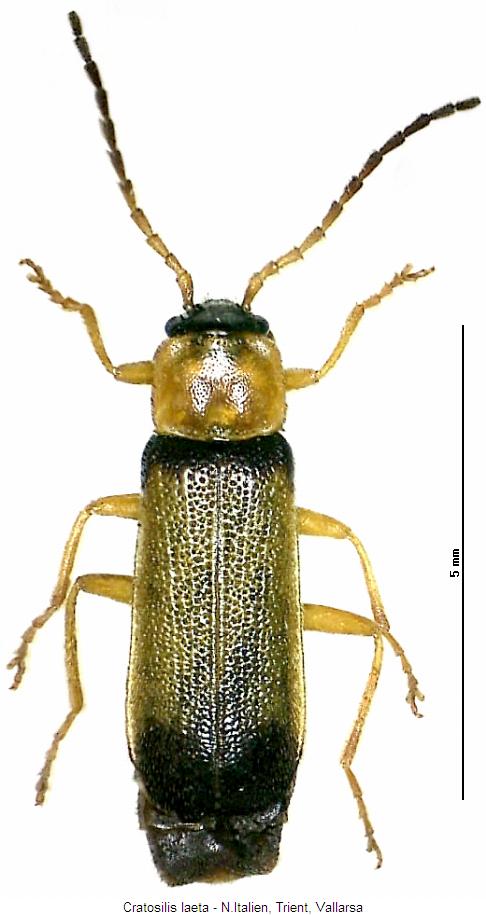 cratosilis_laeta_hab.jpg