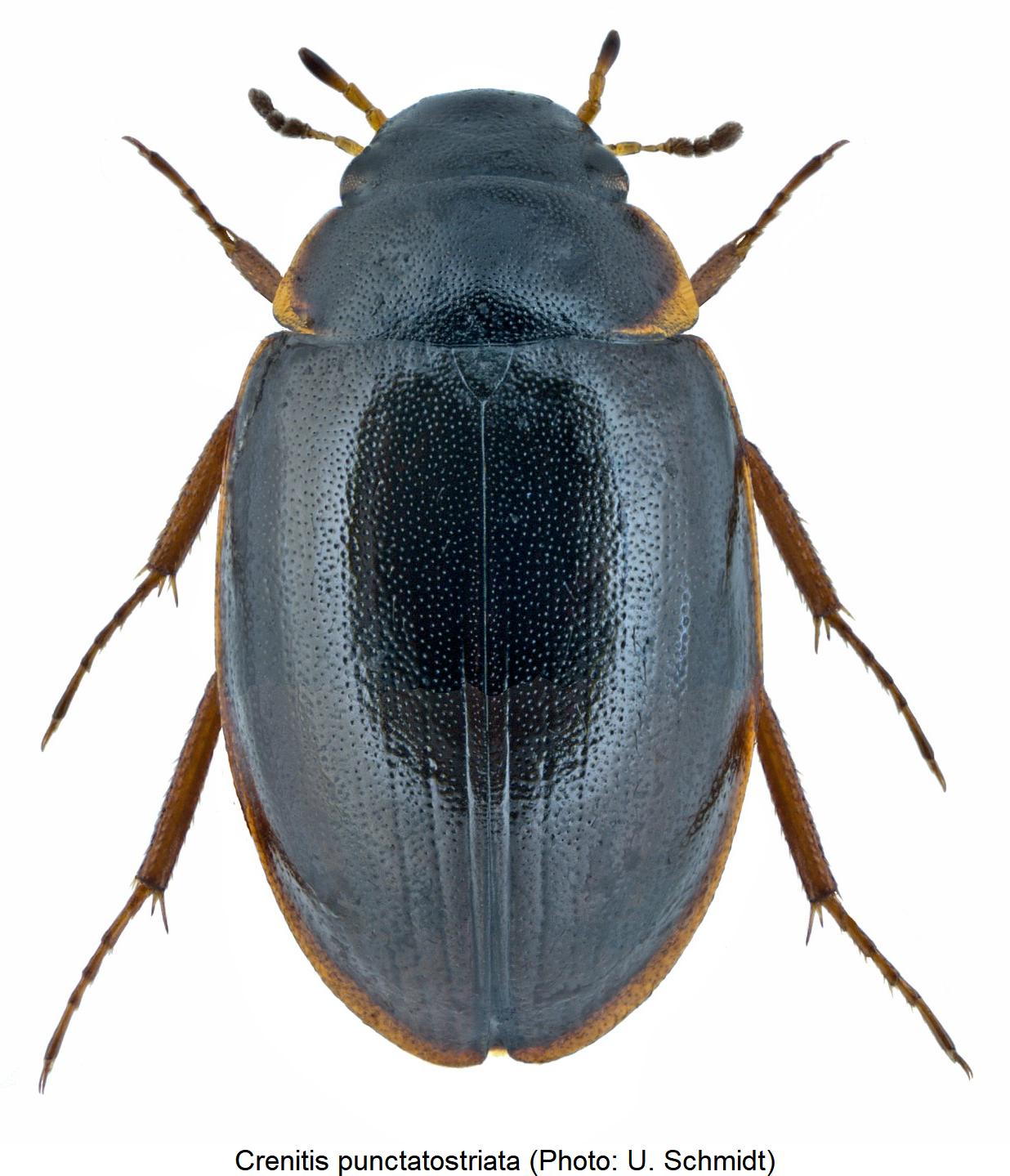 crenitis_punctatostriata_hab.jpg