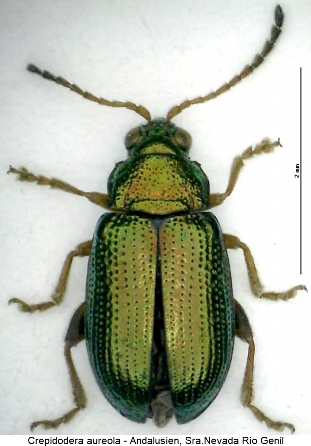 crepidodera_aureola_hab.jpg