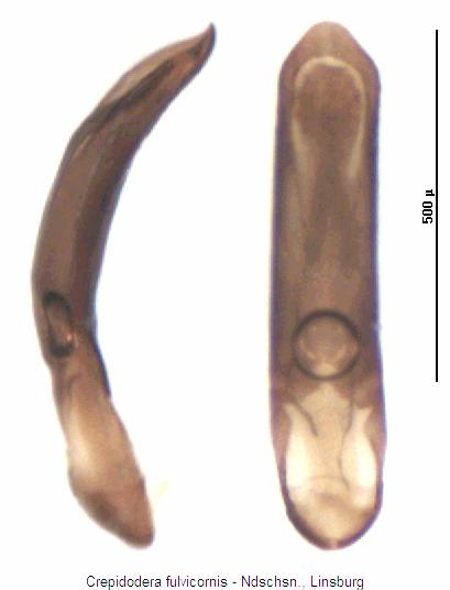 crepidodera_fulvicornis.jpg