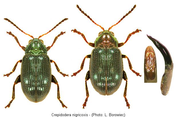 crepidodera_nigricoxis.jpg