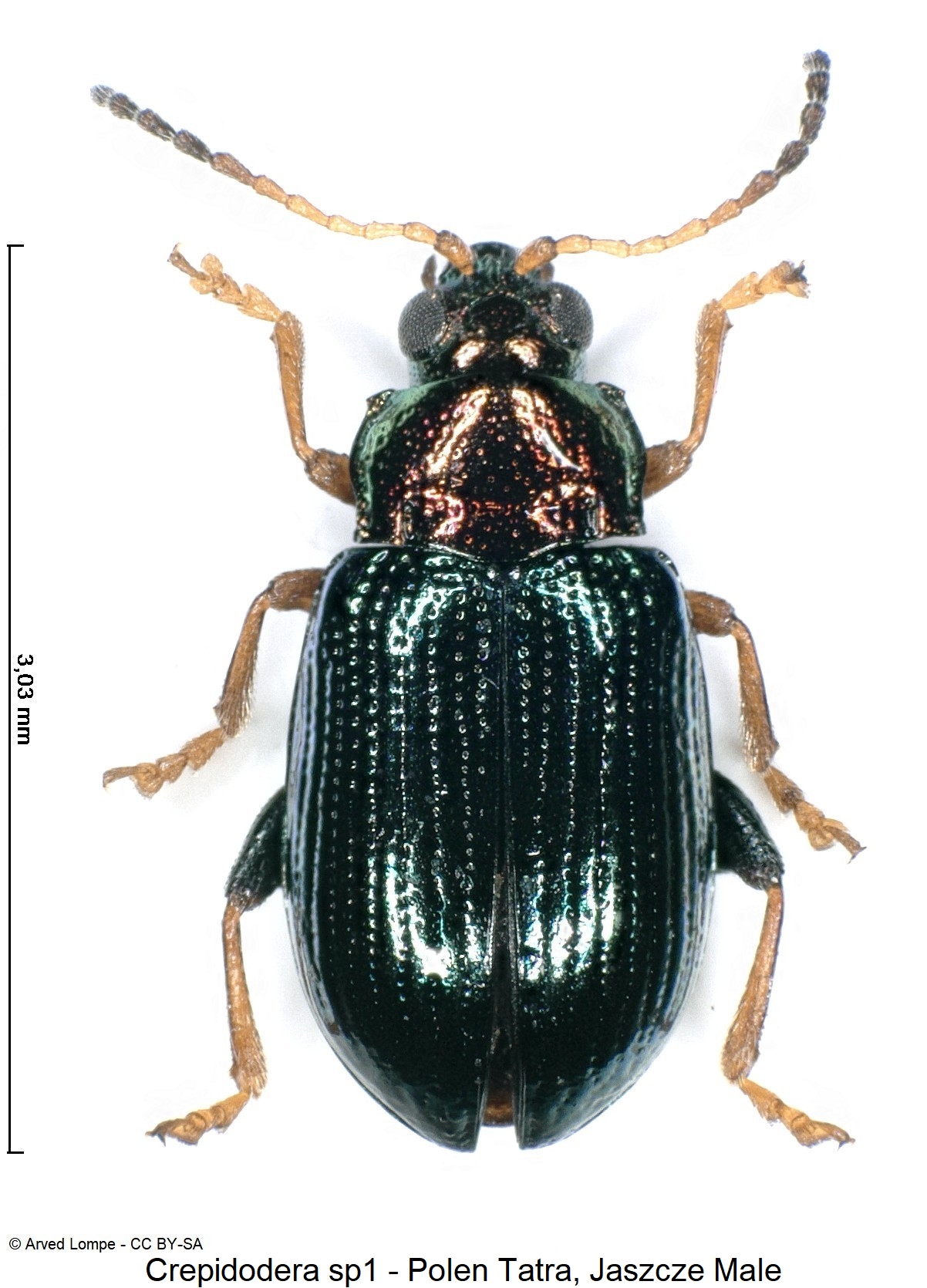 crepidodera_sp1_ck33187766_hab.jpg