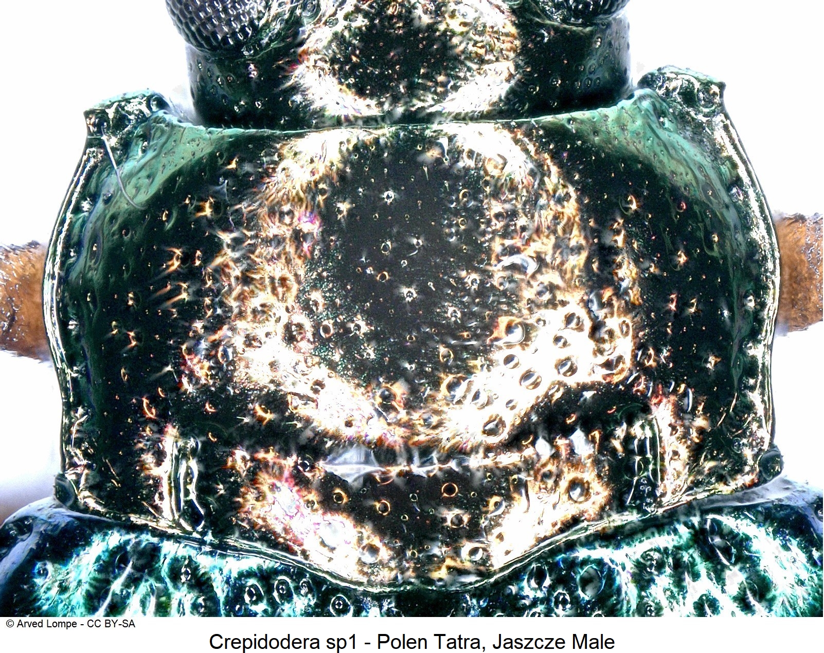 crepidodera_sp1_ck33187766_hsch.jpg