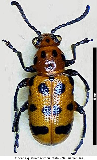 crioceris_quatuordecimpunctata_hab.jpg