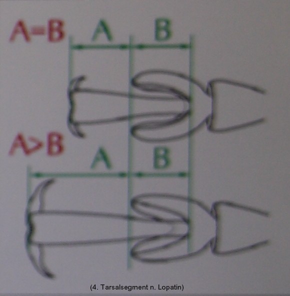 crryptocephalus_4.tarsenglied_lang.jpg