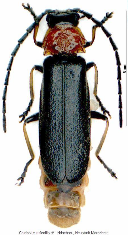 crudosilis_ruficollis_hab.jpg