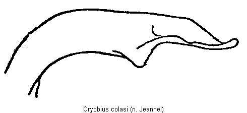 cryobius_colasi.gif