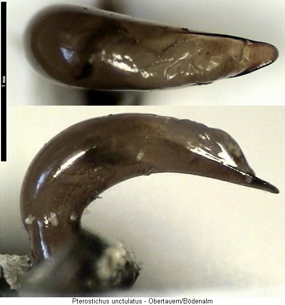 cryobius_unctulatus.jpg