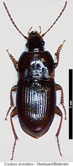 cryobius_unctulatus_hab.jpg