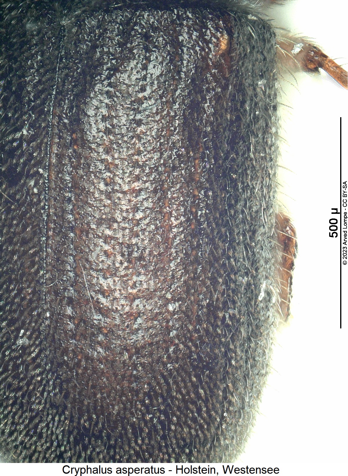 cryphalus_asperatus_fld2.jpg