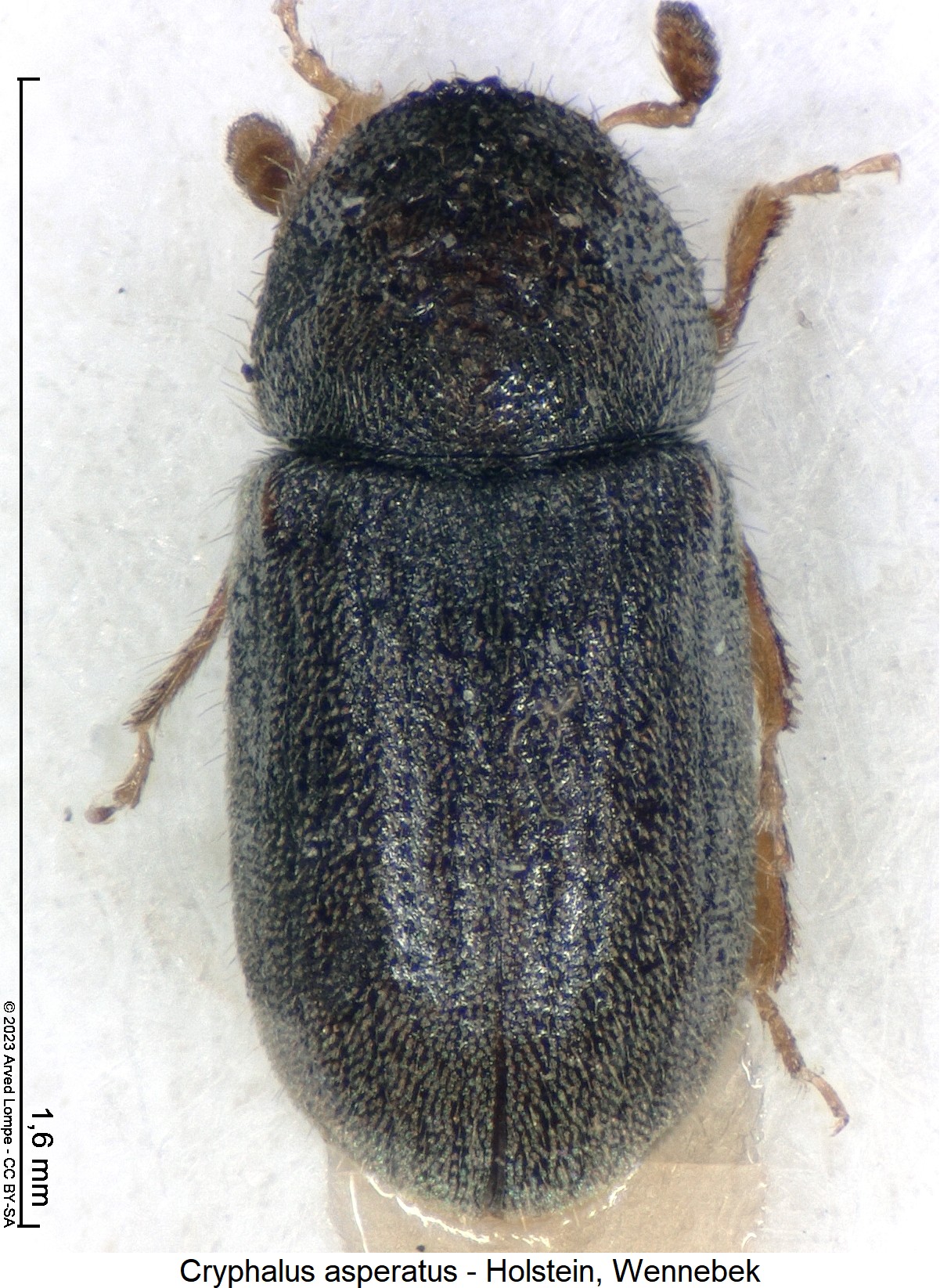cryphalus_asperatus_hab1.jpg