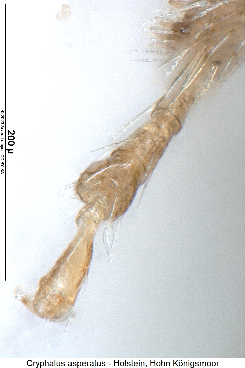cryphalus_asperatus_mtr.jpg
