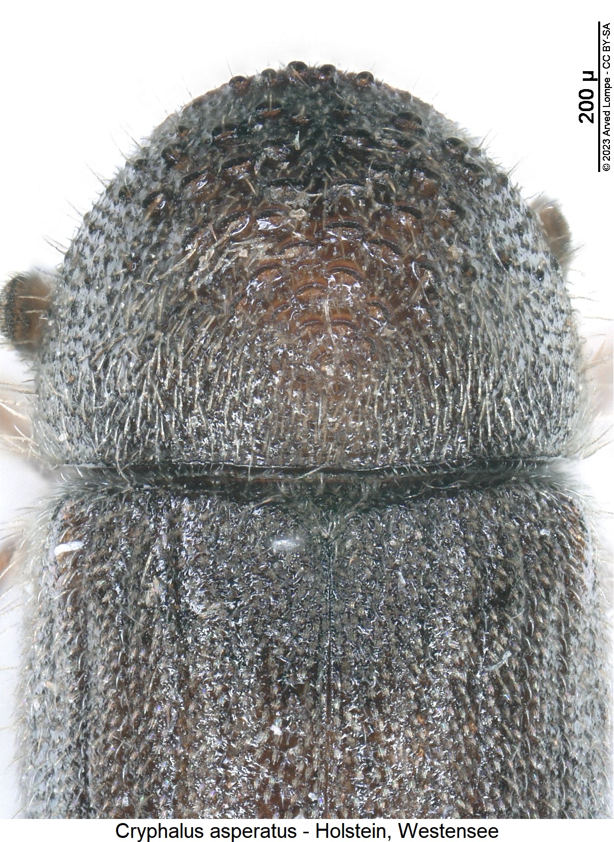 cryphalus_asperatus_vk.jpg