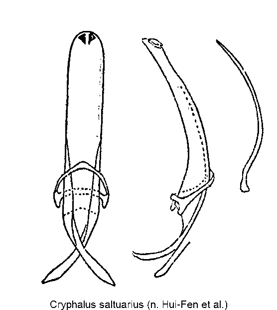 cryphalus_saltuarius.gif