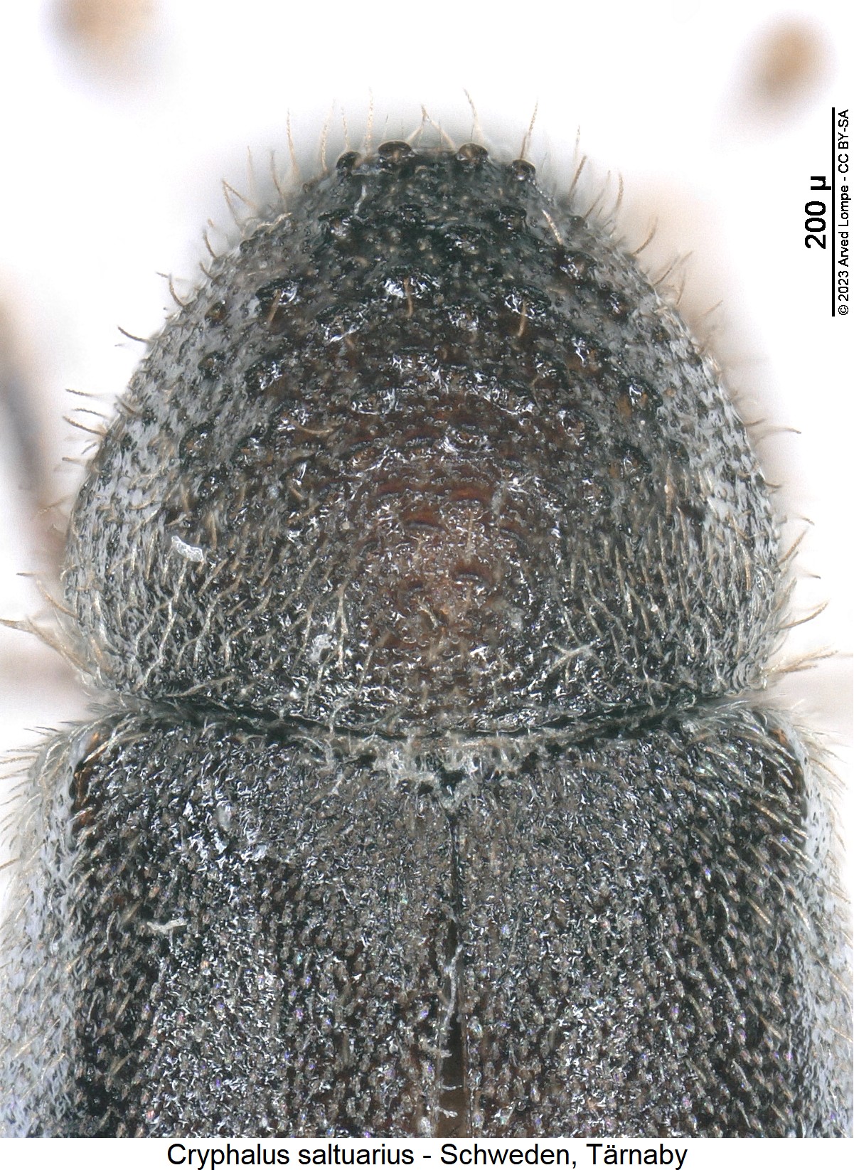 cryphalus_saltuarius_m_vk.jpg