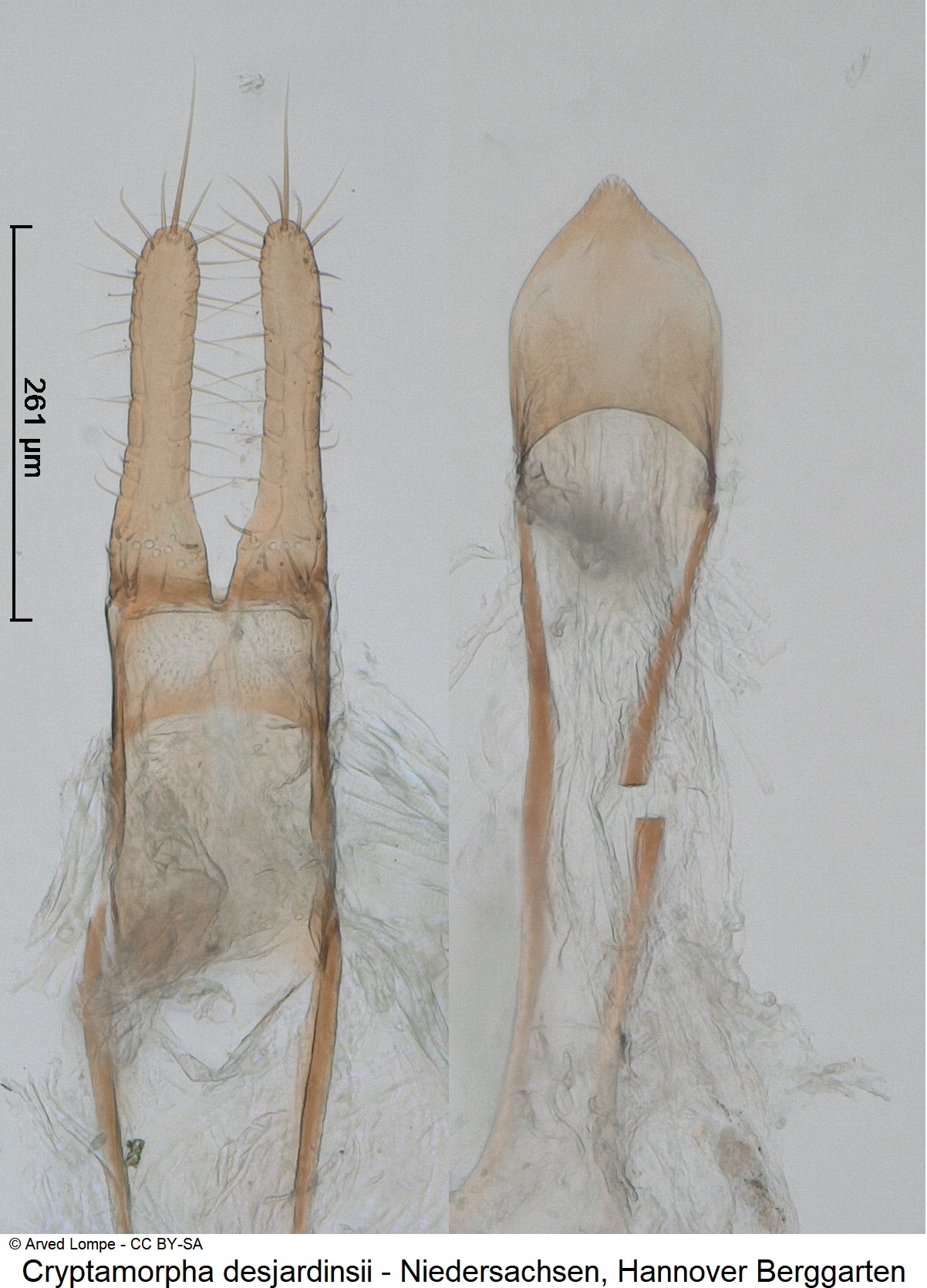 cryptamorpha_desjardinsii_ck36236371.jpg