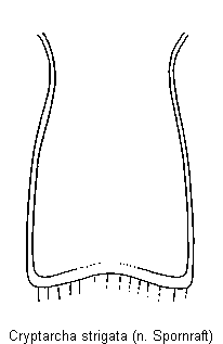 cryptarcha_strigata_vbr.gif