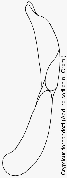 crypticus_fernandezi_aed1.gif