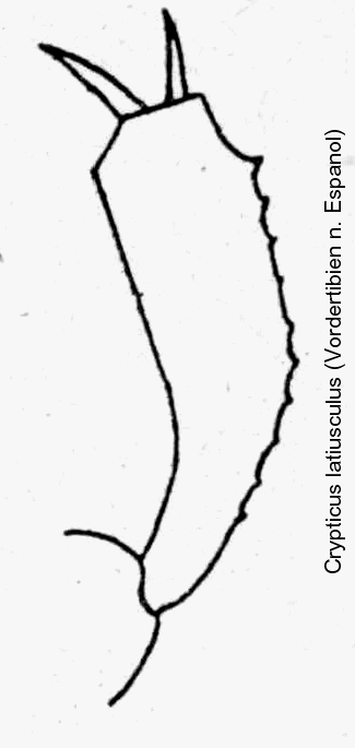 crypticus_latiusculus_vt.gif